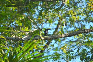 Randonnée au parc national de Tortuguero