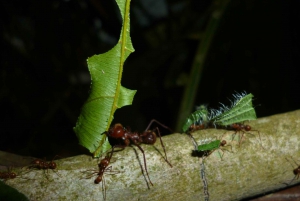 Experiencia con hormigas en la ciudad de Hormigas