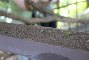 Experiencia con hormigas en la ciudad de Hormigas