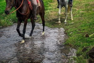 隠れた滝と温泉への乗馬体験をお楽しみください