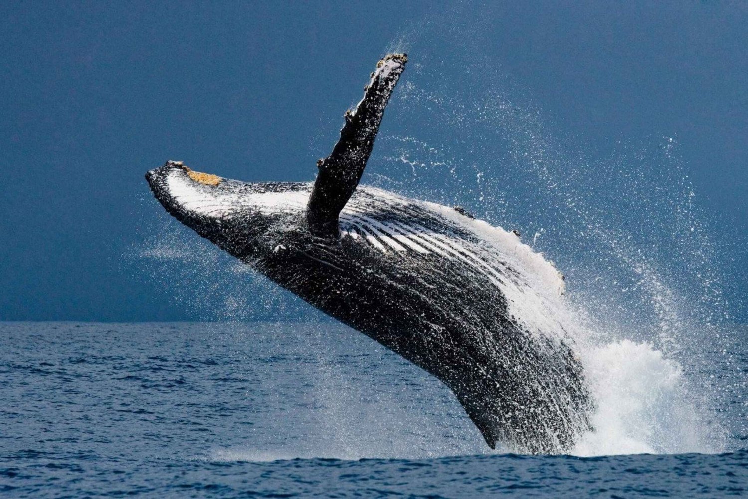 Baleias jubarte: Observação da vida selvagem em Uvita, Costa Rica