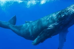 Knölvalar: Djurskådning i Uvita Costa Rica
