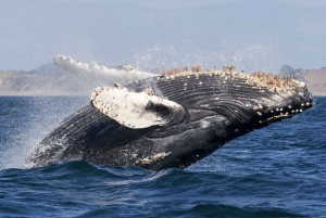 Knölvalar: Djurskådning i Uvita Costa Rica