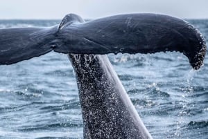 Baleias jubarte: Observação da vida selvagem em Uvita, Costa Rica