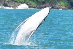 Knölvalar: Djurskådning i Uvita Costa Rica