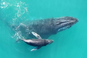 Baleias jubarte: Observação da vida selvagem em Uvita, Costa Rica