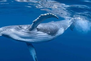 Ballenas Jorobadas: Observación de la fauna en Uvita Costa Rica