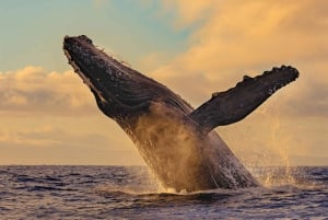 Ballenas Jorobadas: Observación de la fauna en Uvita Costa Rica