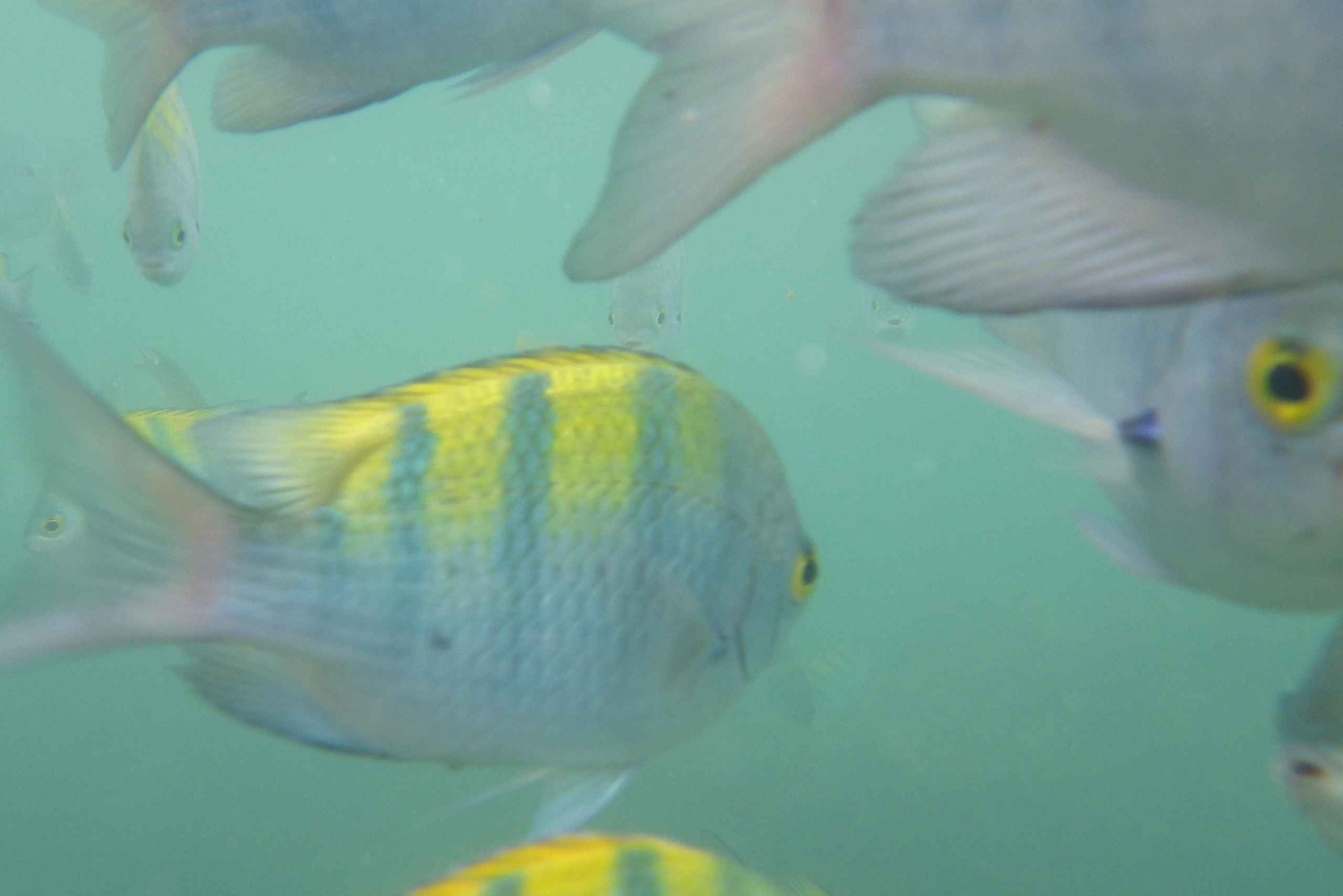 Wycieczka katamaranem Iguana i nurkowanie z rurką