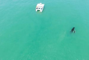 Iguana Catamaran Tour & Snorkleing