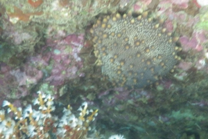 Wycieczka katamaranem Iguana i nurkowanie z rurką