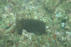 Wycieczka katamaranem Iguana i nurkowanie z rurką