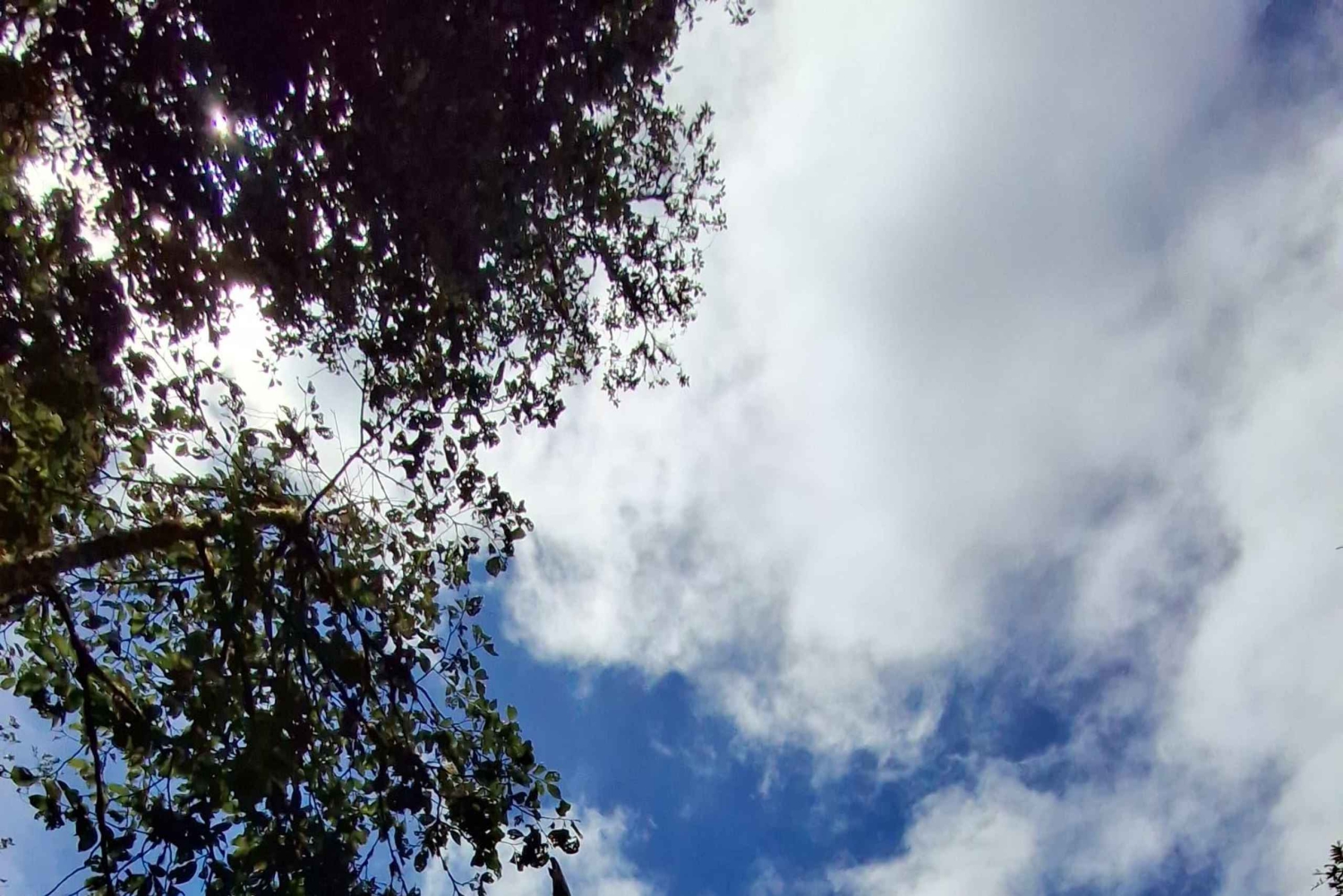 Tauche ein in die Magie des Nebelwaldes von Monteverde.