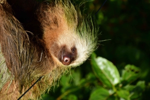 Tauche ein in die Magie des Nebelwaldes von Monteverde.
