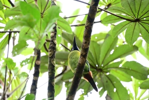 Tauche ein in die Magie des Nebelwaldes von Monteverde.