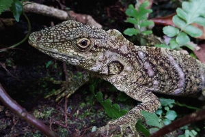 Tauche ein in die Magie des Nebelwaldes von Monteverde.
