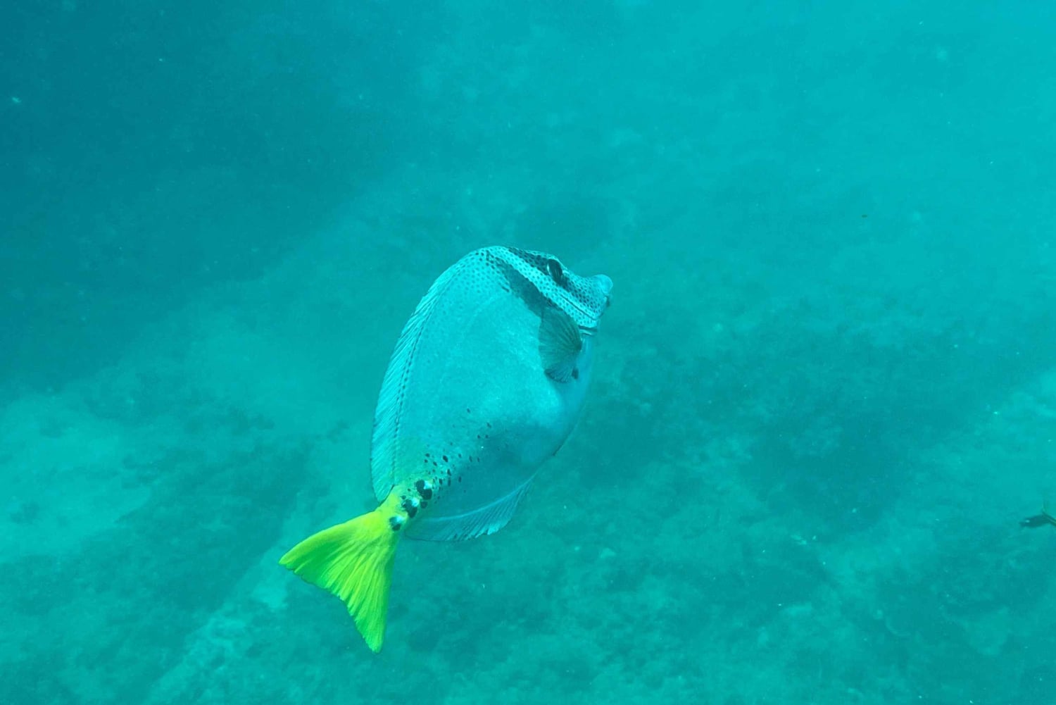 Isla del Caño: Snorkling