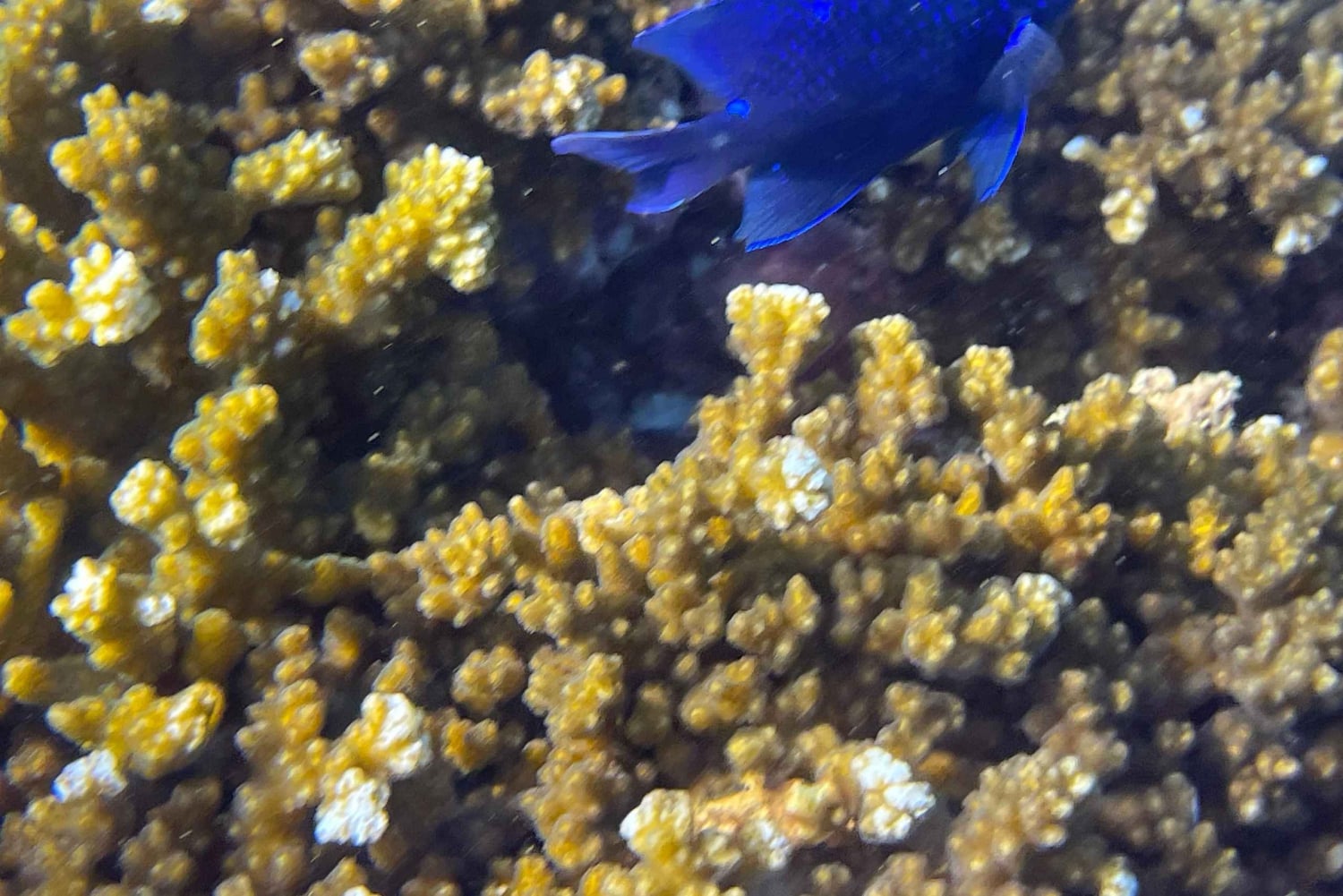 Isla del Caño: Snorkling