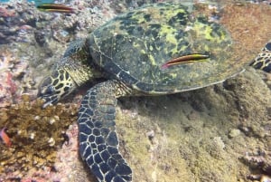 Isla del Caño: Snorkling
