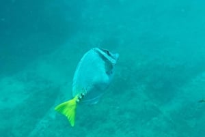 Isla del Caño: Snorkling