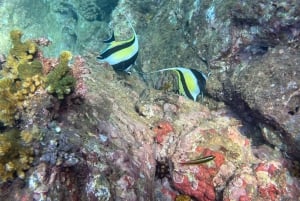 Isla del Caño: Snorkling