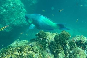 Isla del Caño: Snorkling