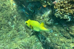 Isla del Caño: Snorkling