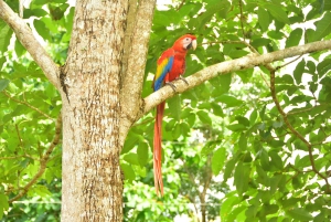Jaco : 3 heures d'aventure en VTT avec chutes d'eau et vue sur le ciel