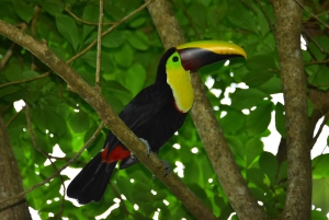 Jaco : 3 heures d'aventure en VTT avec chutes d'eau et vue sur le ciel