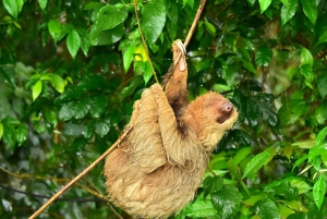 Jaco: 3 timers ATV-eventyr med vandfald og himmeludsigt