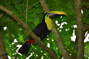 Jaco: 3 timers ATV-eventyr med vandfald og himmeludsigt