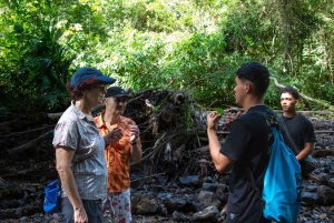 Jaco Beach: 10 Hidden Waterfalls Guided Experience