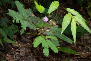 Jaco Beach: 10 Hidden Waterfalls Guided Experience