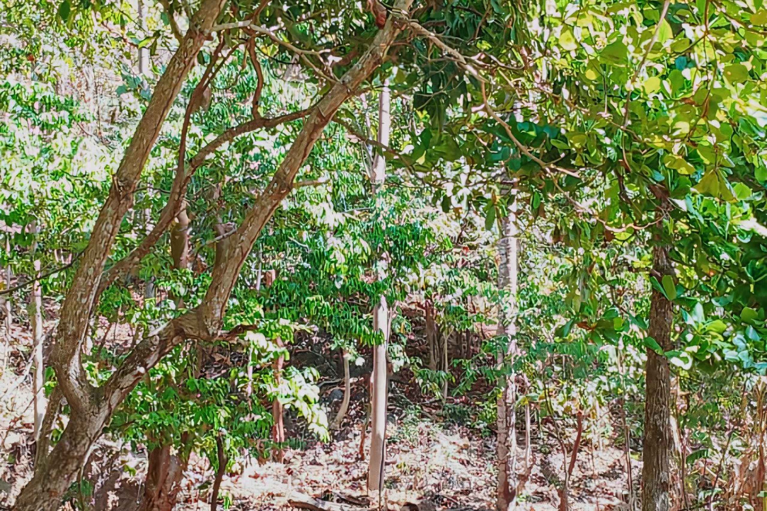 Excursiones a caballo en Jaco