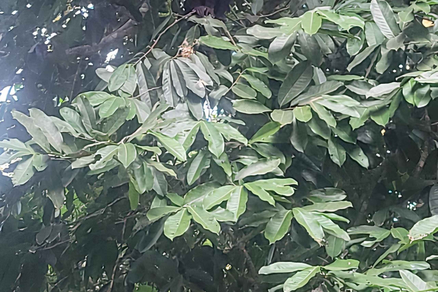 Excursiones a caballo en Jaco