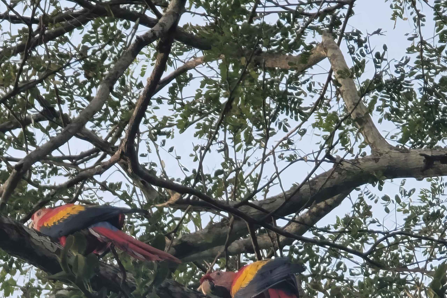 Excursiones a caballo en Jaco