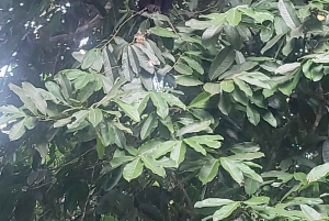 Excursiones a caballo en Jaco