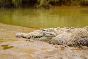 Jaco: Jungle River & Crocodile Adventure in Hacienda Nosavar