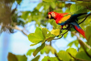 Jaco: Passeio a cavalo pela floresta tropical até a cachoeira El Encanto