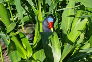 Tortuguero: KAYAK Tour in the Canals. An Unparalleled Experience