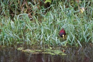 Tortuguero: KAYAK Tour in the Canals. An Unparalleled Experience