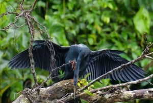 Tortuguero: KAYAK Tour in the Canals. An Unparalleled Experience