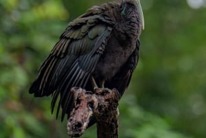 Tortuguero: KAYAK Tour in the Canals. An Unparalleled Experience