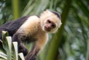 Tortuguero: KAYAK Tour in the Canals. An Unparalleled Experience