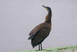 Tortuguero: KAYAK Tour in the Canals. An Unparalleled Experience