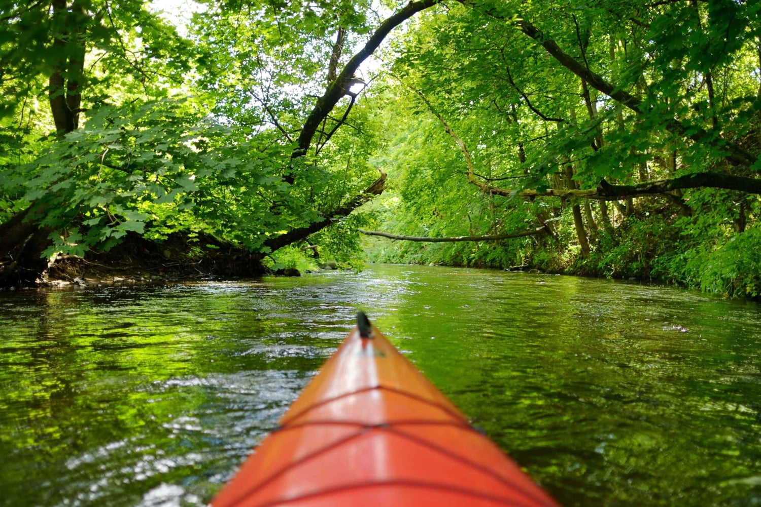 Aventura de caiaque: uma escapadela de 2 horas na vida selvagem