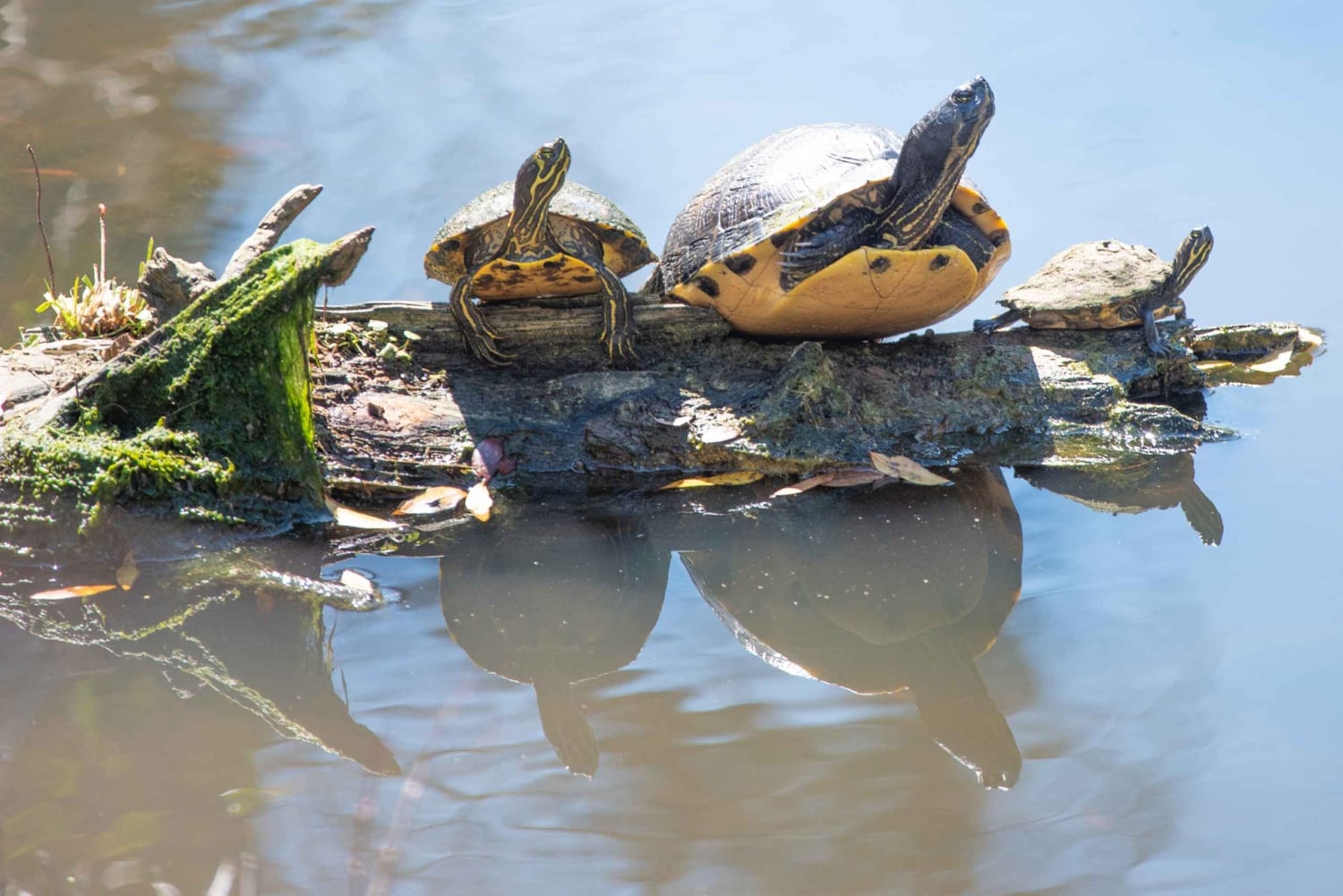 Aventura de caiaque: uma escapadela de 2 horas na vida selvagem