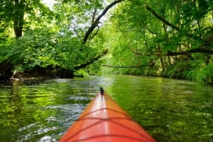Aventura de caiaque: uma escapadela de 2 horas na vida selvagem