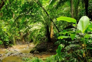 Aventura de caiaque: uma escapadela de 2 horas na vida selvagem