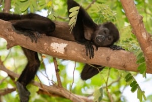 Aventura de caiaque: uma escapadela de 2 horas na vida selvagem